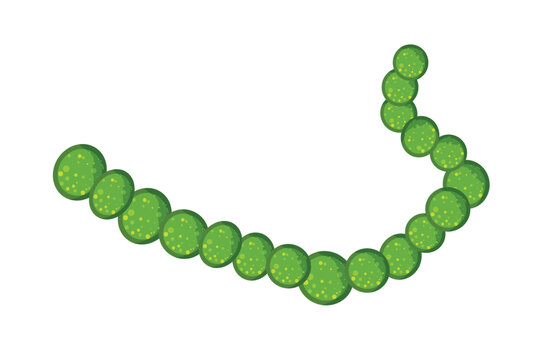 Cartoon vector illustration of Anabaena cyanobacteria. Microscopic green filamentous cell chain isolated on white background.