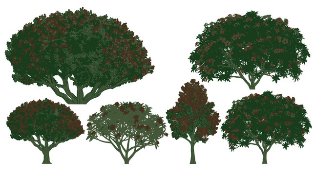 Set di sei alberi stilizzati con chiome folte e foglie verdi scure, illustrazioni vettoriali isolate su sfondo bianco per progetti di architettura del paesaggio e design grafico.