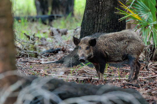 A feral hog (Sus scrofa), aka feral pig, wild boar, wild pig, in southwest Florida.