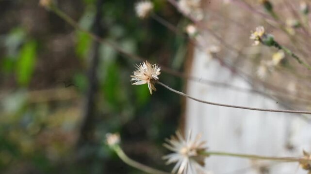 Tridax procumbens flowers. Its common names &nbsp;coatbuttons, tridax daisy, Dagdi pala and Nuke noh grass. This is a species of flowering plant in the&nbsp;daisy family. 