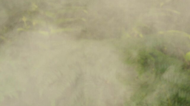 Soft white smoke and mist blowing over green plants and grass. Perfect for mystical transitions, morning fog, or atmospheric overlay.