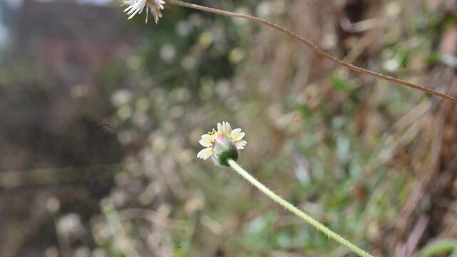 Tridax procumbens flowers. Its common names &nbsp;coatbuttons, tridax daisy, Dagdi pala and Nuke noh grass. This is a species of flowering plant in the&nbsp;daisy family. 