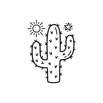 Cactus plant with sharp thorns.