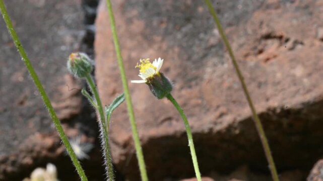 Tridax procumbens flowers. Its common names &nbsp;coatbuttons, tridax daisy, Dagdi pala and Nuke noh grass. This is a species of flowering plant in the&nbsp;daisy family. 