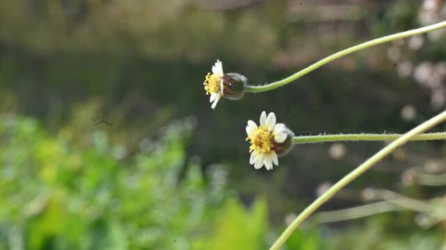 Tridax procumbens flowers. Its common names &nbsp;coatbuttons, tridax daisy, Dagdi pala and Nuke noh grass. This is a species of flowering plant in the&nbsp;daisy family. 