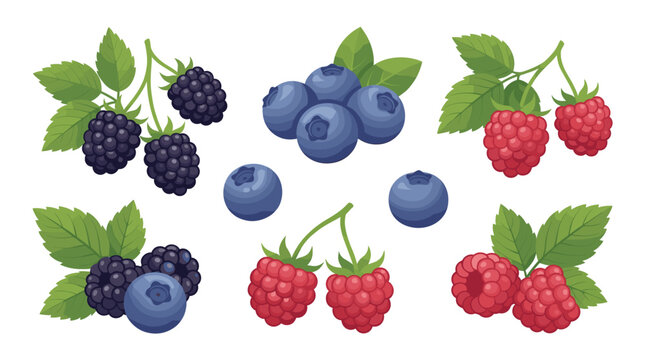 Fresh raspberries blueberries and blackberries with green leaves.