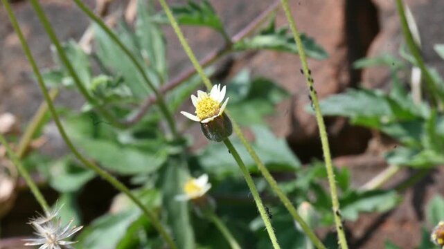 Tridax procumbens flowers. Its common names &nbsp;coatbuttons, tridax daisy, Dagdi pala and Nuke noh grass. This is a species of flowering plant in the&nbsp;daisy family. 