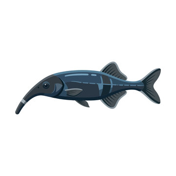Elephantnose Fish Illustration