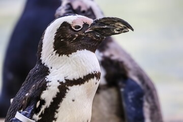 Obraz premium Close-up portrait of an African penguin with distinctive black and white markings