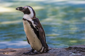 Obraz premium African Penguin stands on a rock near the ocean, looking alert