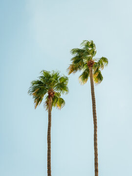 Palm trees in Palm Springs, California