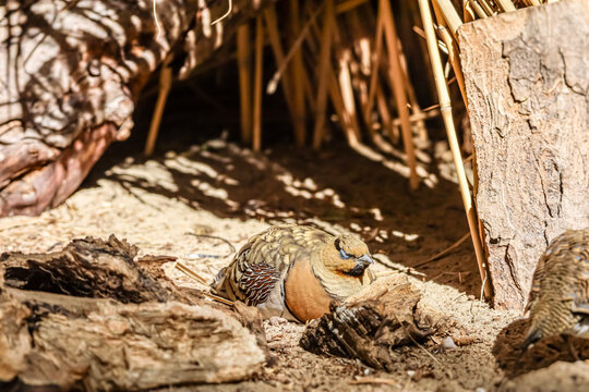 Close-up of a sandgrouse bird resting camouflaged in its natural desert habitat