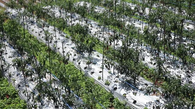 Green chili field ready for harvest