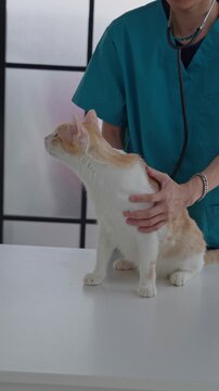 Veterinarian is examining the cat on table