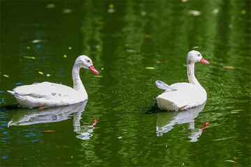 Two elegant white swans glide gracefully on a tranquil green pond surface © Діма Осташук