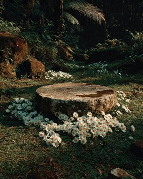 Circular stone pedestal in dark forest with white wildflowers