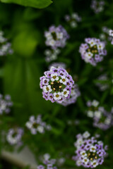 Fototapeta premium Purple sweet alyssum flowers in the garden