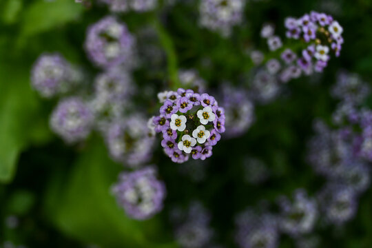 Purple sweet alyssum flowers in a garden