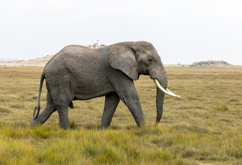 Obraz premium An African bush elephant bull walks across the grasslands of Amboseli National Park, Kenya.