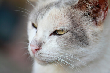 Macro profile portrait of a beautiful cat with golden eyes and white whiskers. © Pusit