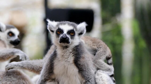 Group of ring tailed lemurs gathered together in zoo habitat with young offspring, parent unbothered as child walks and plays on back