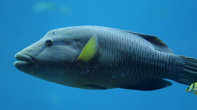 Large Napoleon wrasse swims slowly in bluelit aquarium tank opening mouth eat, Pairi Daiza, Belgium.