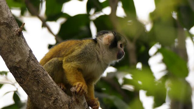 Slow motion tracking shot of Squirrel monkey moves through tropical tree, zoo enclosure, Belgium.