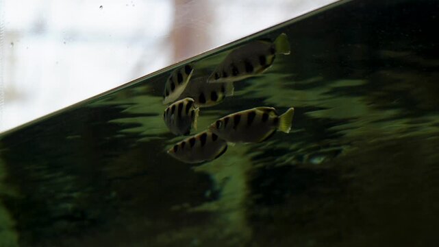 Archerfish Underwater Closeup View of School of Striped Fish in Aquarium Tank