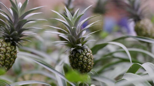 Small unripe pineapples on plants, soft diffused light, botanical garden.