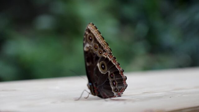 Blue morpho butterfly perched on wooden railing, wings closed, lush green background, Belgium zoo.