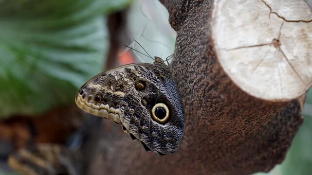 Owl butterfly rests on wood log, revealing intricate wing pattern and large eye-spot detail