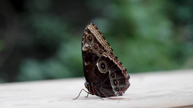 Blue Morpho Butterfly Closeup View of Insect Closed Wings and Eyespot Camouflage Pattern