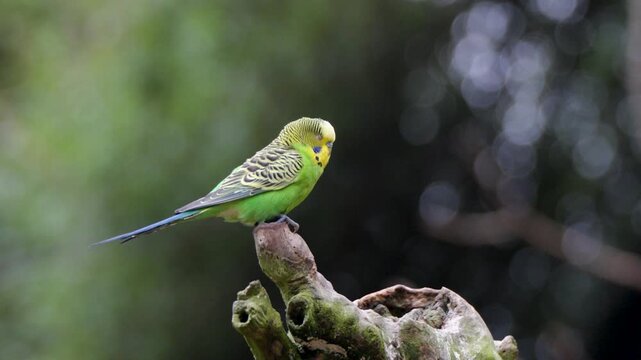 Budgerigar Parakeet Perched on Tree Branch inside Pairi Daiza Zoo Belgium Closeup