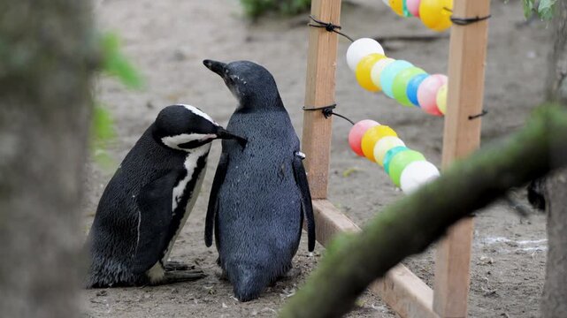 Penguins Grooming and Cleaning Back inside Pairi Daiza Zoo Belgium Cute Companion Interaction Closeup