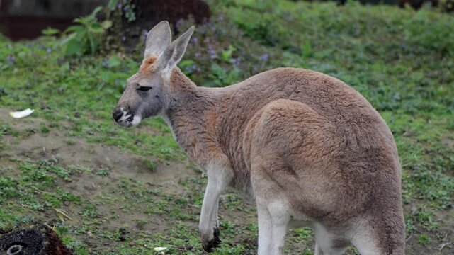 Kangaroo Eating and Chewing Food on Ground inside Pairi Daiza Zoo Belgium Medium View