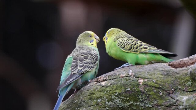 Pair of colorful budgerigars perched together on mossy branch at Pairi Daiza, telephoto details, blurred backdrop of interaction