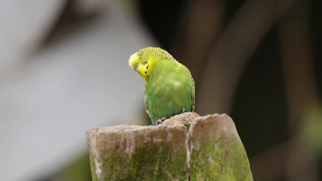 Green and yellow parakeet perches on tree stump, looks around, then takes flight