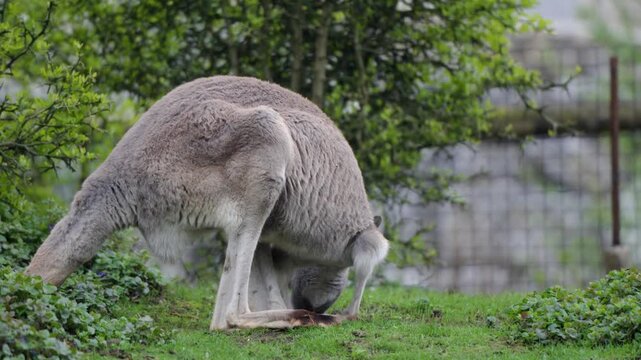 Kangaroo grazing on green lawn inside spacious enclosure at Pairi Daiza zoo, bent over to eat off ground