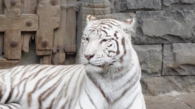 White Bengal tiger standing beside stone wall in Pairi Daiza zoo enclosure, telephoto closeup, handheld static