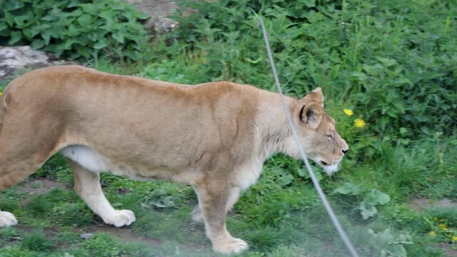 Lioness walking through grassy enclosure at Pairi Daiza zoo in Belgium, tracking follow