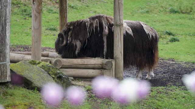 Shaggy-coated musk ox eating grass at a wooden trough in its habitat at the Pairi Daiza zoo in Belgium