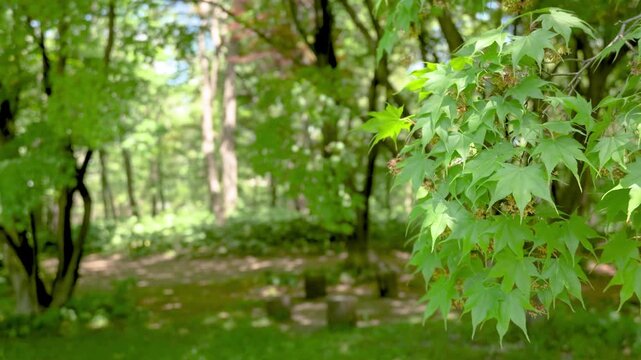 Green maple leaves swaying in the wind in a sunny forest