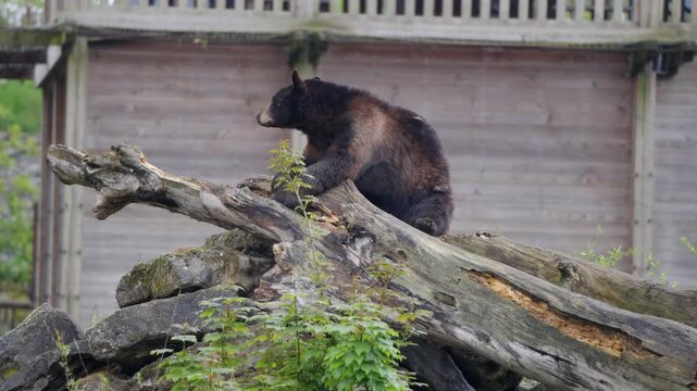 American Black Bear Sitting on Fallen Log inside Pairi Daiza Zoo Belgium Handheld View