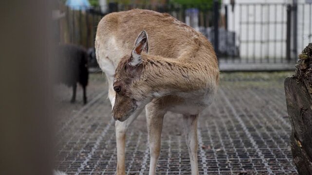 Fallow Deer Licking Wood Log and Scratching Leg inside Pairi Daiza Zoo Belgium Handheld Closeup