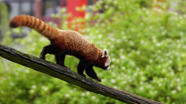 Red panda walks along a wooden branch in a lush outdoor zoo habitat setting
