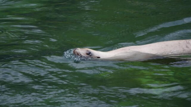 Sea Lions Swimming and Surfacing with Cute Attitude inside Pairi Daiza Zoo Belgium Tracking View