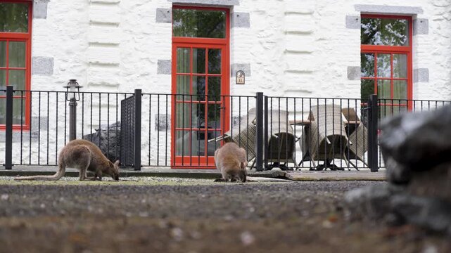 Kangaroos foraging in courtyard enclosure outside historic zoo building at Pairi Daiza, low static