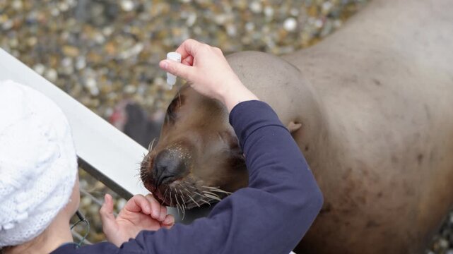 Sea Lion Receiving Veterinary Eye Drops Care and Food Treat inside Pairi Daiza Zoo Belgium Closeup