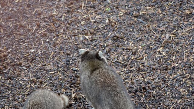 Common raccoon walking across forest floor inside zoo habitat at Pairi Daiza, overview tracking follow