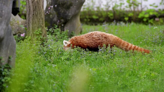 Red panda walking and foraging in lush grass near trees at Pairi Daiza zoo